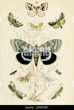 Traugott Bromme - belles illustrations de papillons vintage tirées du Manuel d'histoire naturelle des trois royaumes. Banque D'Images