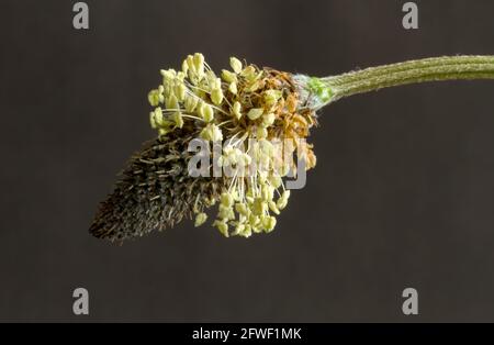 Détail de la pointe de fleur inhabituelle de Ribwort Plantain montrant les anthères à pollen, une vivace commune de prairies, de prairies et de bruyère Banque D'Images