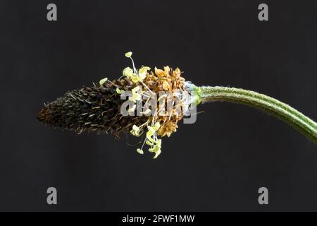 Détail de la pointe de fleurs insolite du Ribwort Plantain, une plante vivace commune de prairies, de prairies et de landes autour de l'Europe et du Royaume-Uni. Banque D'Images