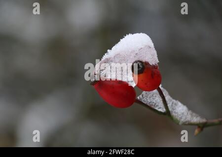 hanches roses rouges avec une couche de neige et de glace et un arrière-plan bokeh gris Banque D'Images