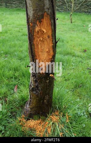 dommages de roebuck à un tronc d'arbre Banque D'Images