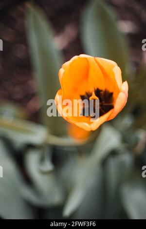 Groupe de tulipes jaune/orange dans le jardin. Le look parfait et admirable. Ils fleurissent. Le milieu de la fleur est noir. La scène est très colorée et jolie Banque D'Images