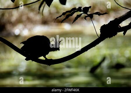 Hoatzin, oiseau hoatzin, Opisthocomus hoazin, oiseau reptile, oiseau mouffin, Oiseau de rose, faisan de Canje, oiseau, silhouette d'oiseau, oiseau sur branche, oiseau tropique Banque D'Images