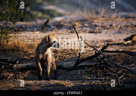 Jeune Hyena tachetée (Crocuta crocuta) en début de matinée, parc Kruger, Afrique du Sud Banque D'Images
