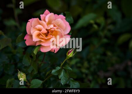 Rose et orange vus de près Banque D'Images