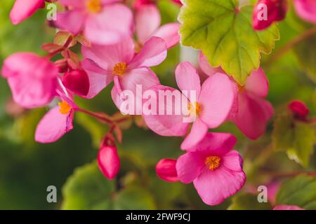 Fleurs comestibles et microverts begonia macro Photo Stock - Alamy