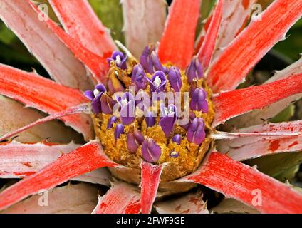 Broméliade sur le jardin (Orthophytum), Rio, Brésil Banque D'Images