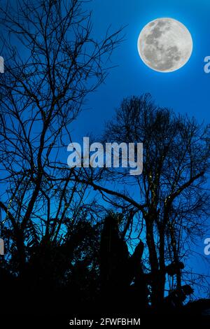 Silhouettes d'arbre sec contre le ciel bleu et belle pleine lune la nuit. Beauté de l'utilisation de la nature comme arrière-plan. À l'extérieur. La lune n'était PAS meublée b Banque D'Images