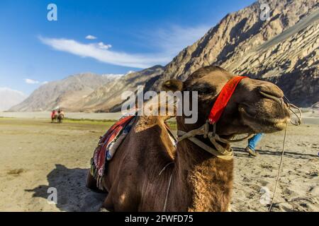 Chameau de Bactrian dans la vallée de Nubra Banque D'Images