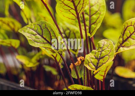 Betterave rouge, pousses fraîches et jeunes feuilles vue de face. Légume, herbe et micro-vert. Également betterave, table, jardin ou betterave rouge. Photo macro avec de l'eau Banque D'Images