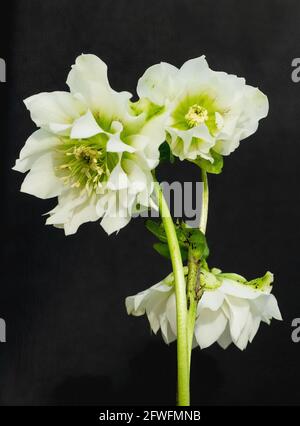 Un Helleborus blanc pur étonnant orientalis 'Double Queen'. Également connu sous le nom de rose de Lenten ou de rose de Noël. Banque D'Images