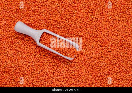 Un tas de lentilles rouges éparses et une pelle en bois, vue du dessus. Graines de légumineuses. Arrière-plan des grains, texture du grain, vue du dessus Banque D'Images