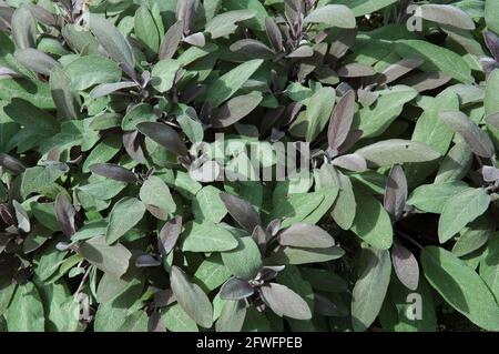 Sauge violet. (Salvia officinalis 'purpurascens') plante astringente, antiseptique, diminue la transpiration et la lactation. Améliore la fonction hépatique, Banque D'Images