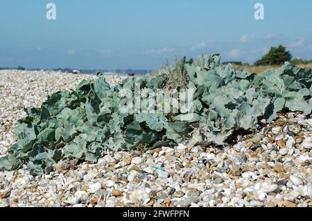 Seakale (Crambe maritima) croissant en galets sur la plage entre East Wittering et West Wittering. Septembre. Banque D'Images