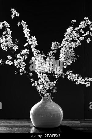 Branches de fleurs printanières - prises en monochrome pour une touche spectaculaire, mettant en valeur le blanc éclatant des fleurs. Banque D'Images