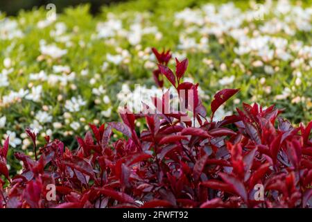 Gros plan d'un groupe de feuilles et de brindilles rouges un fond flou de buissons verts avec des fleurs blanches une journée ensoleillée Banque D'Images