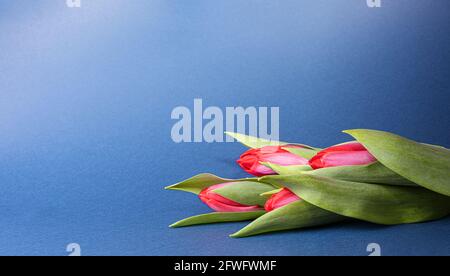Quatre tulipes rouge vif avec feuilles vertes sur papier bleu marine foncé. Arrière-plan coloré de saison avec petit bouquet de fleurs printanières et grand espace de copie. Banque D'Images
