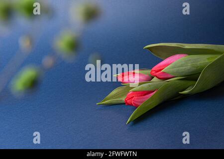 Tulipes rouges avec feuilles vertes sur papier bleu foncé entourées de petites fleurs vertes non concentrées. Arrière-plan saisonnier avec bouquet de fleurs printanières et copie s. Banque D'Images