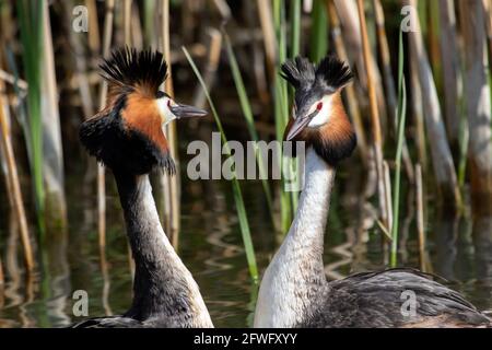 Grand Grebe à crête (Podiceps cristatus), couple de reproduction, couple effectuant la danse des pingouins et une présentation mutuelle du matériel de nidification, Hesse Banque D'Images