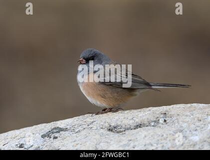 Un Junco aux yeux sombres (Junco hyemalis) debout sur un rocher. Colorado, États-Unis. Banque D'Images