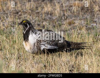 Un Tétras des armoises mâles (Centrocercus urophasianus). Colorado, États-Unis. Banque D'Images