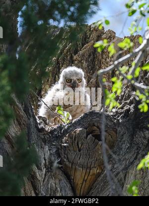 Un jeune grand hibou (Bubo virginianus) dans son nid. Colorado, États-Unis. Banque D'Images