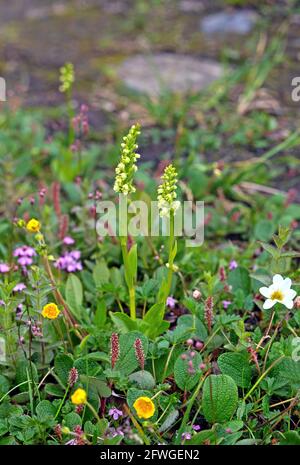 Petite orchidée blanche (Pseudorchis albida ssp straminea) photo: Bengt Ekman / TT / code 2706 Banque D'Images