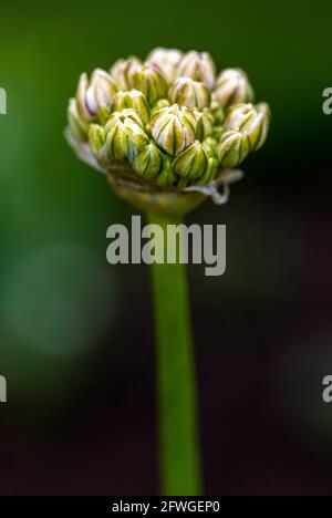 Allium 'Silver Spring Banque D'Images