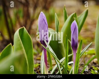 Crocus violet printemps fleurs primrosiers gros plan Banque D'Images