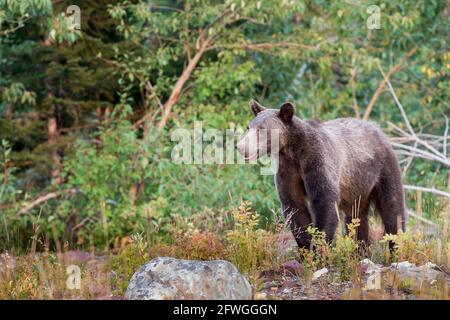 Ours noir américain, Ursus americanus Pallas, parc national des Glaciers, Montana, États-Unis Banque D'Images