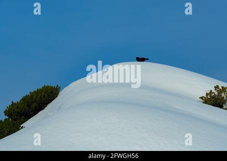 Tétras noir (Lyrurus tetrix) au printemps en rituel de cour sur la neige, vu au parc national de Berchtesgaden, Bavière, Allemagne Banque D'Images