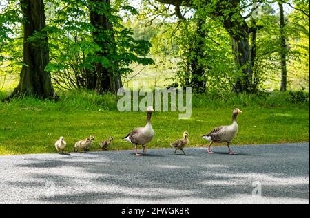 Couple d'oies des Gréylag (Anser anser) guidant les oisons à travers la route, domaine d'Archerfield, East Lothian, Écosse, Royaume-Uni Banque D'Images