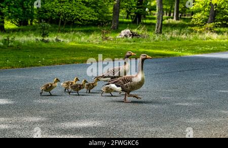 Couple d'oies des Gréylag (Anser anser) guidant les oisons à travers la route, domaine d'Archerfield, East Lothian, Écosse, Royaume-Uni Banque D'Images