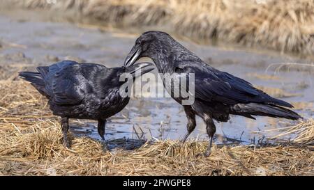 Raven commun présentant un comportement de nourrissant Banque D'Images