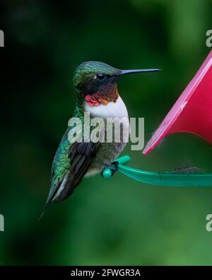 Colibri à gorge rubis coloré perchée sur le mangeoire Banque D'Images