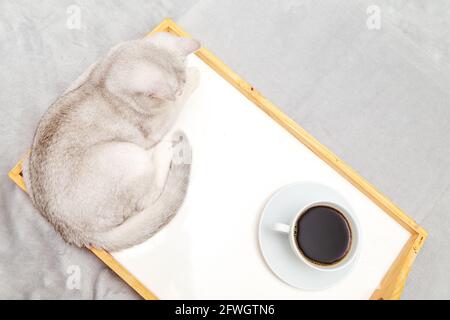 Le chat britannique blanc paresseux se trouve sur le lit. À côté se trouve un plateau avec une tasse de café. Tôt le matin. Banque D'Images