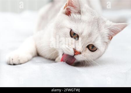 Le chat britannique blanc paresseux se lave sur le lit. Chaton endormi et détendu, le matin dans la chambre. Banque D'Images