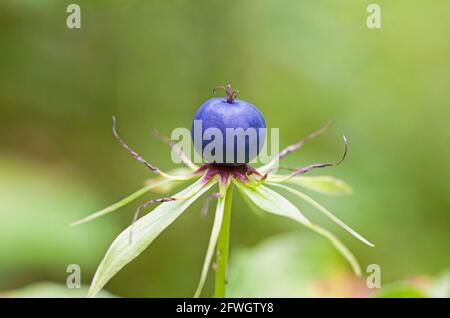 Herb-Paris (Paris quadrifolia) photo: Bengt Ekman / TT / code 2706 Banque D'Images