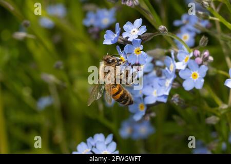 macro d'une abeille sur une fleur bleue collectant le nectar Banque D'Images