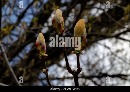 Brindilles avec bouton de fleur non ouvert et jeunes feuilles vertes poilues du châtaigne de cheval au printemps, Sofia, Bulgarie Banque D'Images