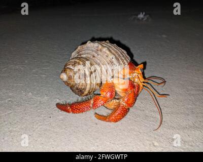 Crabe rouge ermit dans une coquille sur une plage à Maldives nature végétation Banque D'Images