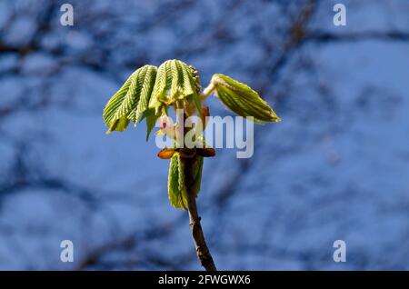 Brindilles avec bouton de fleur non ouvert et jeunes feuilles vertes poilues du châtaigne de cheval au printemps, Sofia, Bulgarie Banque D'Images