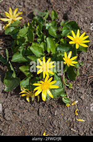 FICAria VERNA Pilewort Banque D'Images