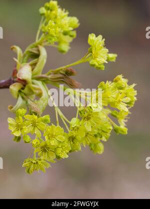 ACER PLATANOIDES Norvège érable Banque D'Images