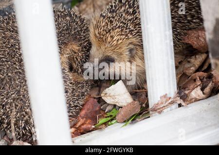 EUROPEAN HEDGEHOG erinaceus Europaeus Banque D'Images