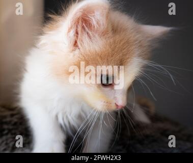 Un chaton au gingembre blanc et orange de couleur douce -- 7 semaines -- en gros plan Banque D'Images