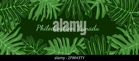 Philodendron xanadu feuilles tropicales cadre avec placer votre texte. Illustration du vecteur d'arrière-plan de la bannière à feuillage vert. Illustration de Vecteur