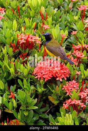 Sunbird (Cinnyris jugularis ornatus) à dos d'olive, mâle perché sur la fleur de Sabah, Bornéo Janvier Banque D'Images