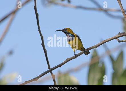 Sunbird (Cinnyris jugularis ornatus) à dos d'olive, mâle perché sur le brindic Sabah, Bornéo Janvier Banque D'Images