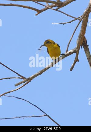 Sunbird à dos d'olive (Cinnyris jugularis ornatus) femelle perchée sur une branche avec des graines à Bill Sabah, Bornéo Janvier Banque D'Images